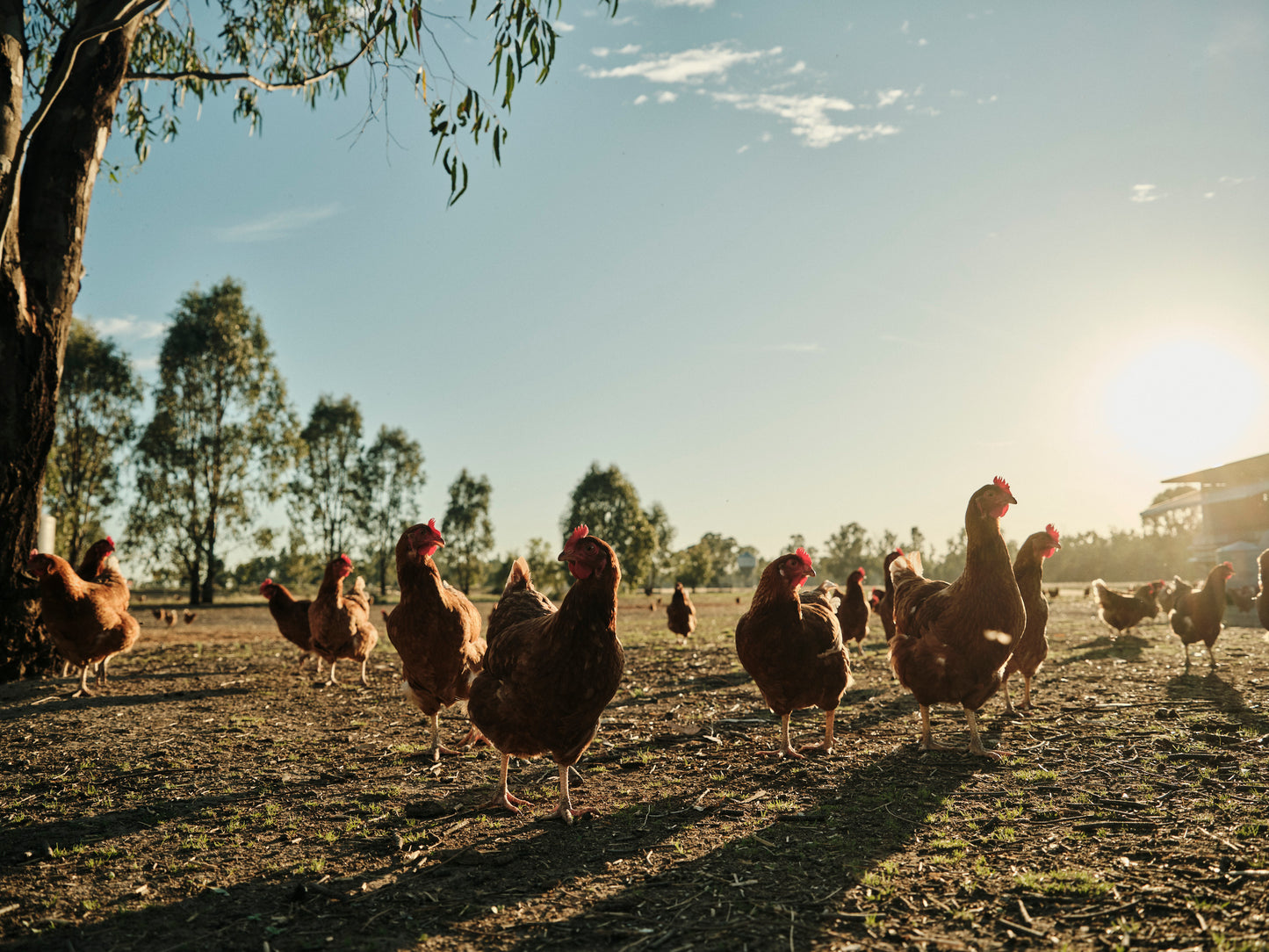 Bundarra Free Range Pastured Eggs