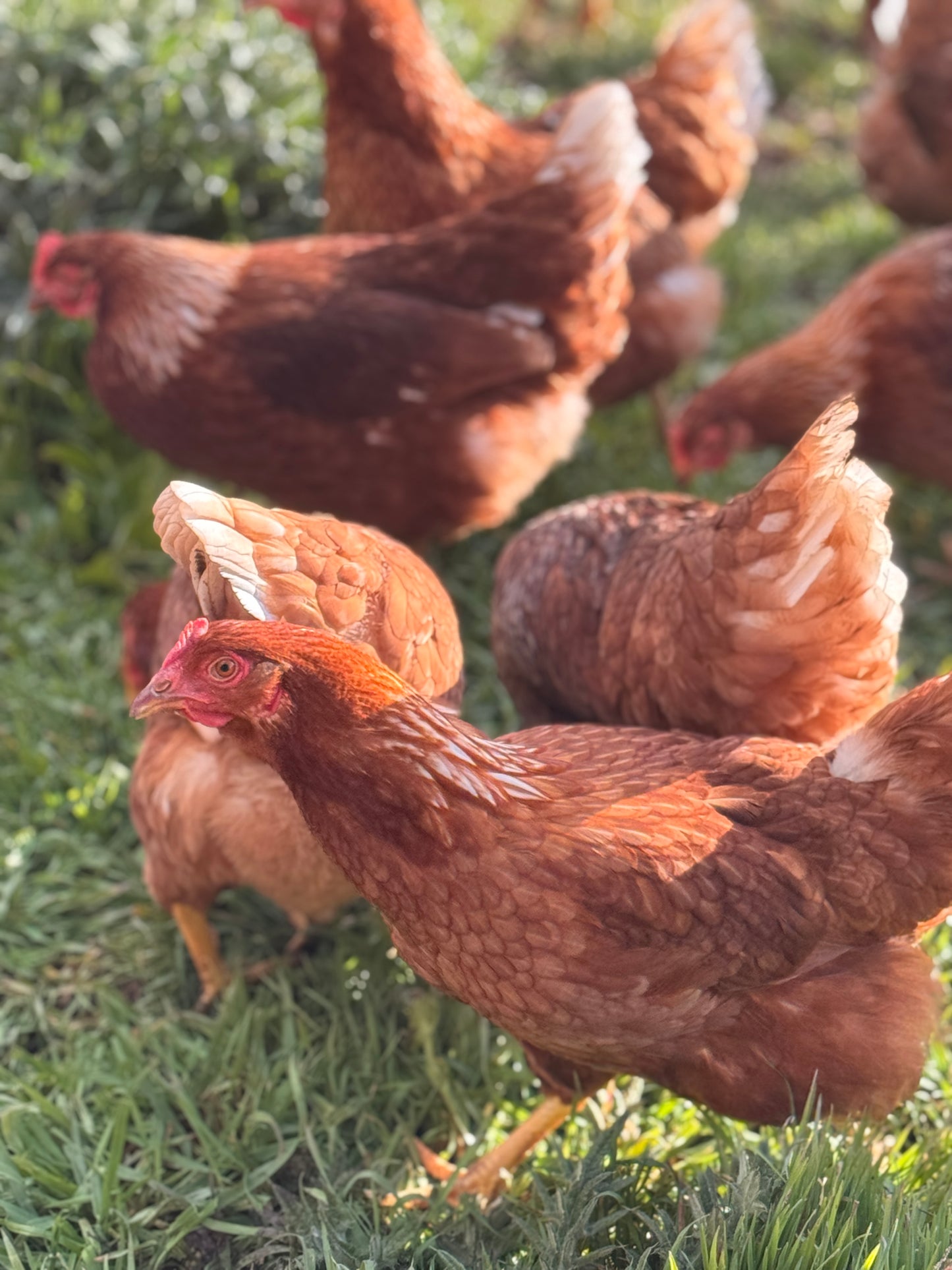Bundarra Spent Hens - Free-Range, Chemical-Free