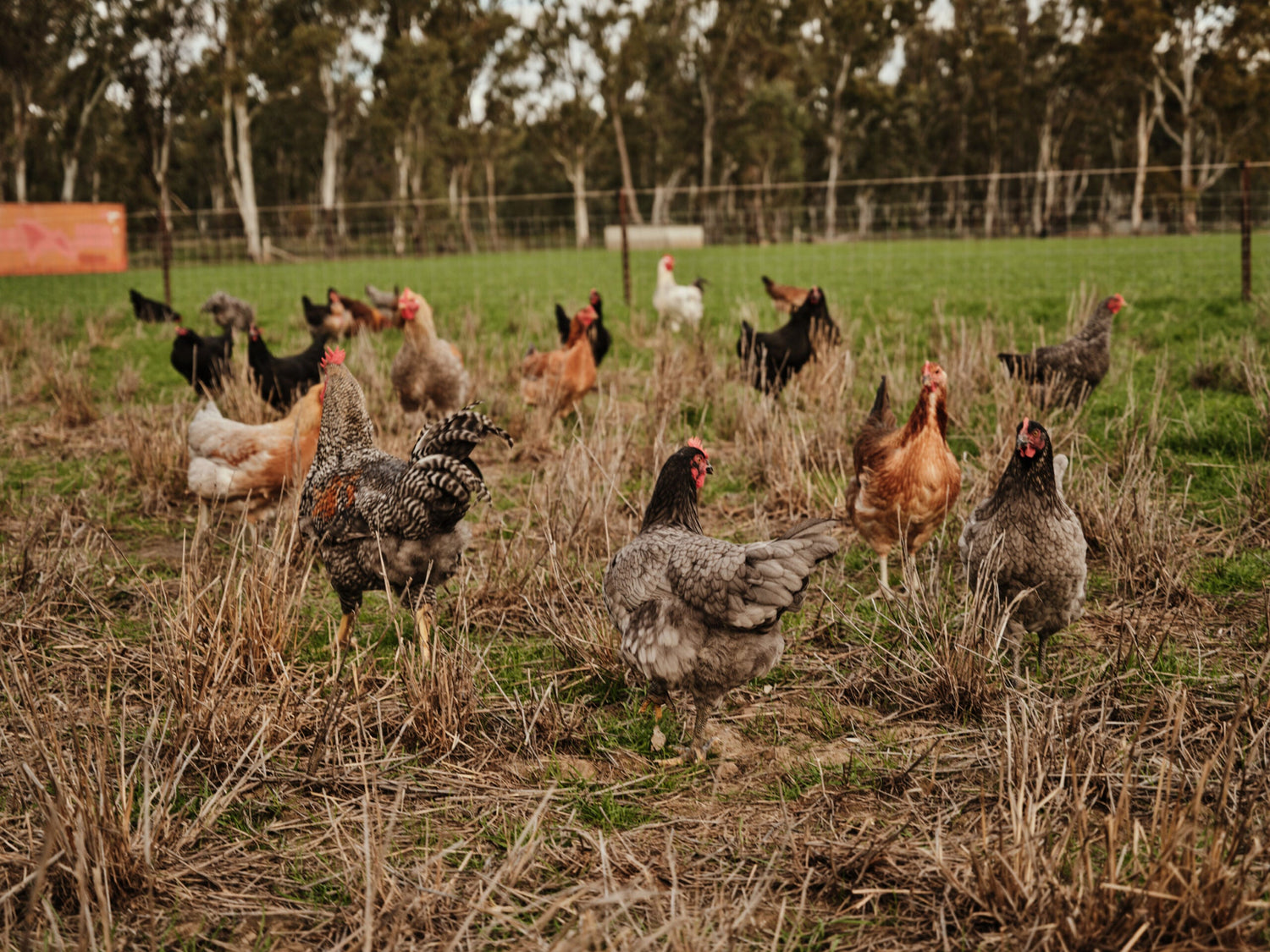 Free Range Sommerlad Chickens