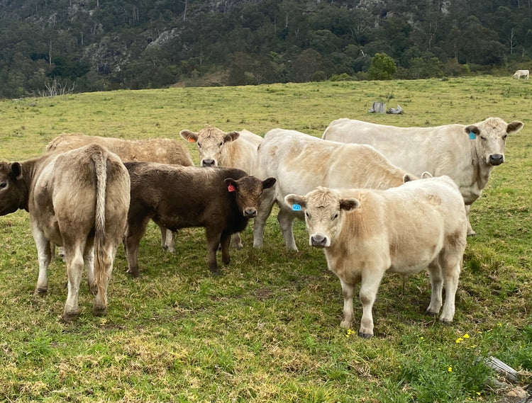 Grass Fed Beef