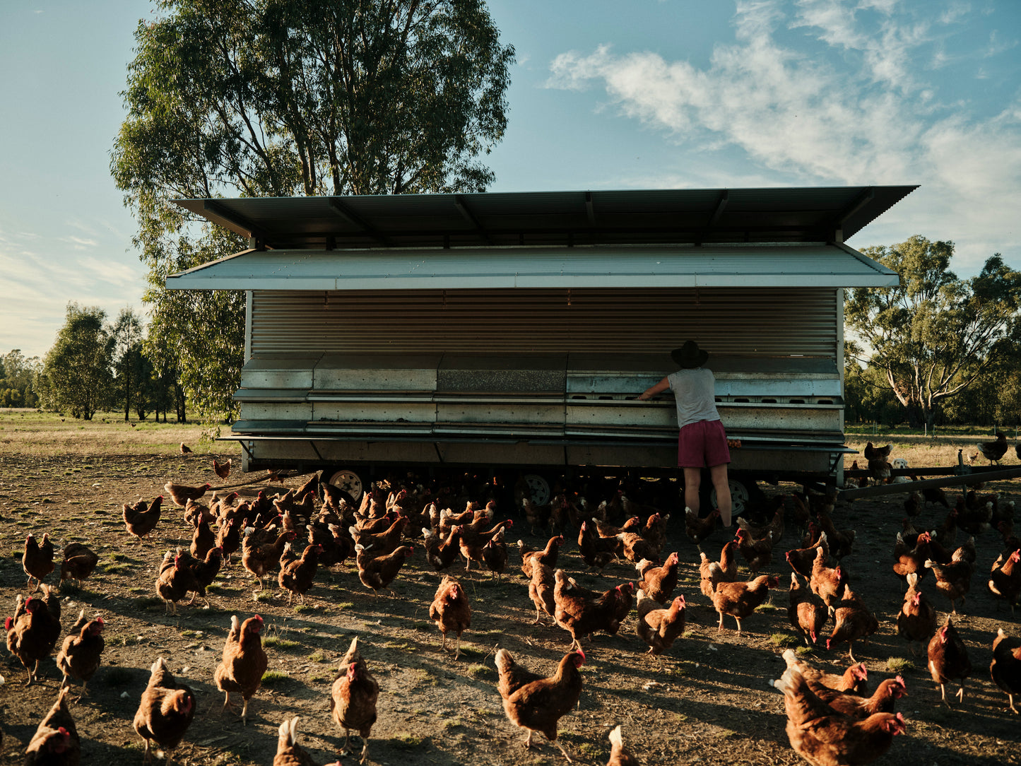 Free Range Eggs (CSA Box)